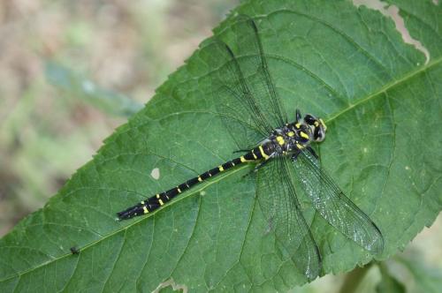 Cordulegaster boltonii